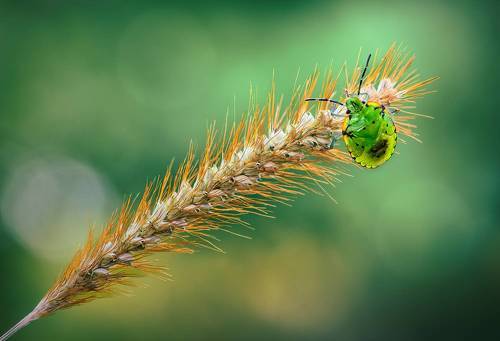 Can’t fall won’t fall