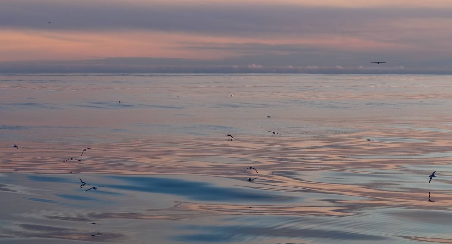 штиль, шуга, весна, охотское море, чайки, Евгений Паршуков