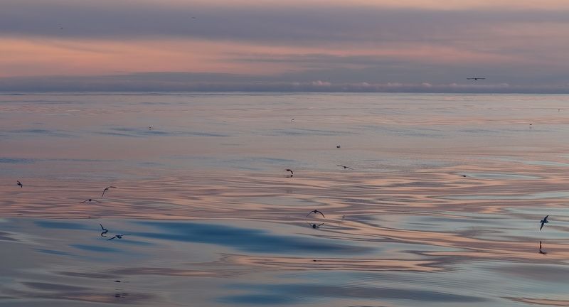 штиль, шуга, весна, охотское море, чайки вальс в розовом закате фото превью