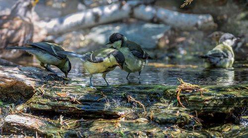 Синичкин день! (5 ФОТО)