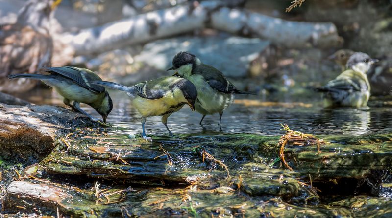 птицы, синицы, купание, Синичкин день! (5 ФОТО) фото превью
