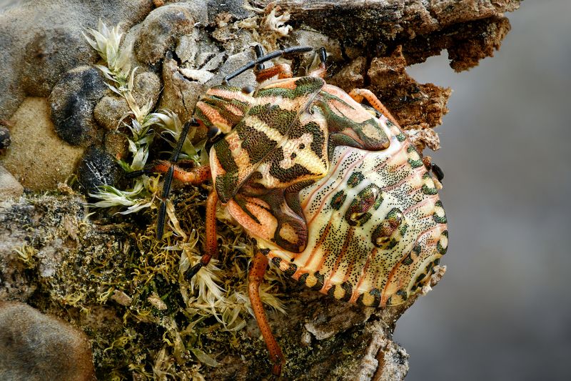 Carpocoris purpureipennis  фото превью