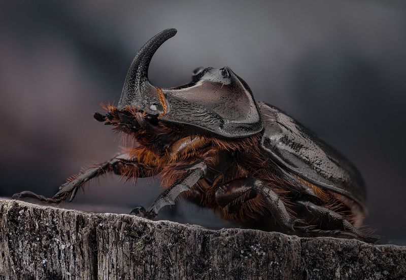 coleoptera, scarabaeidae, oryctes nasicornis, vabalas raganosis Богатырь фото превью