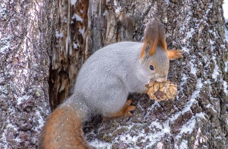 С кедровой шишкой. фото превью