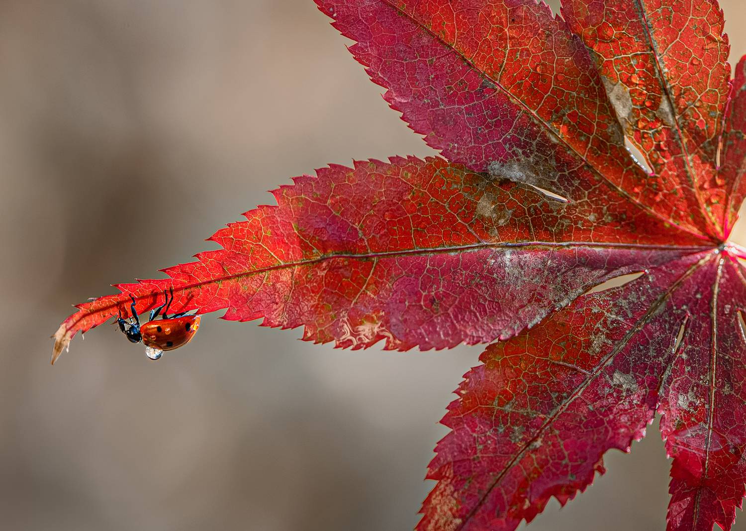 , Неля Рачкова