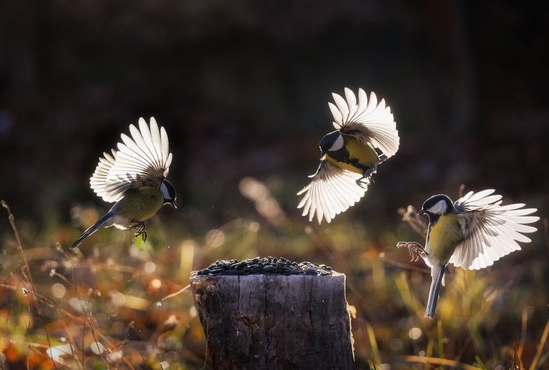 Стая фото превью