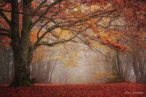 The woods