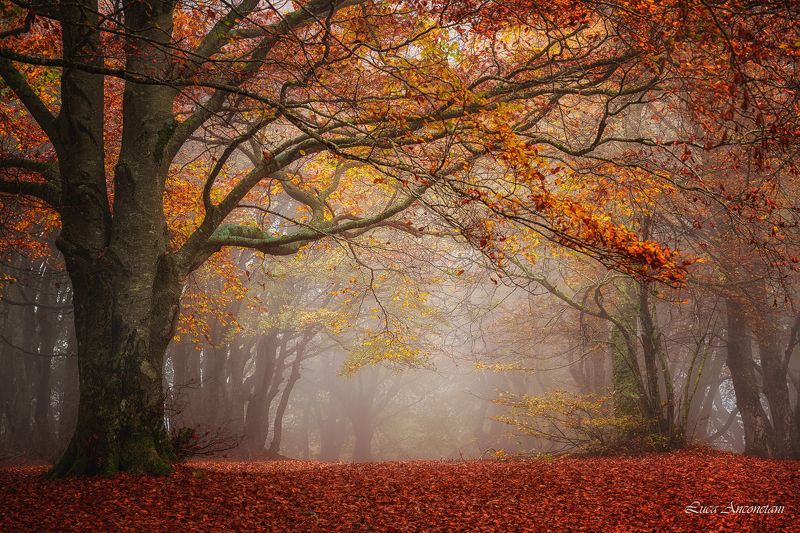 The woods фото превью
