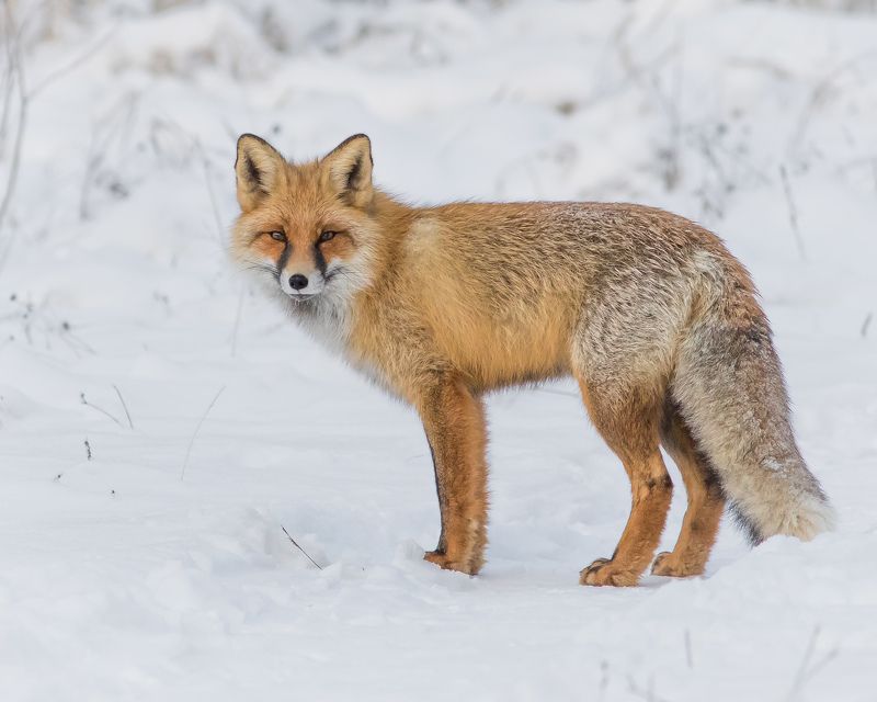 лисица Лисица фото превью