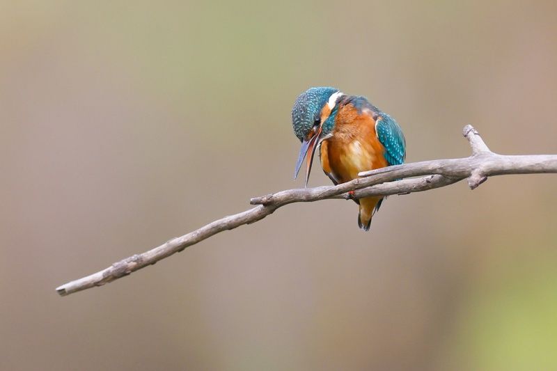Kingfisher  фото превью