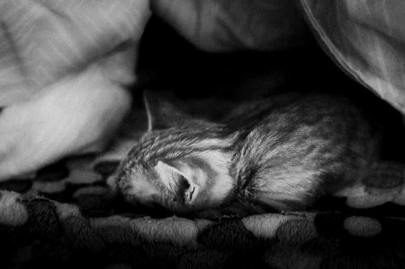 Томас фото превью