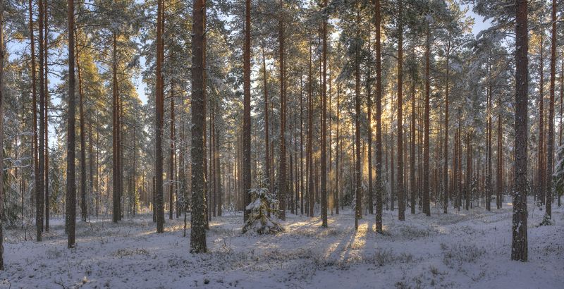 Первый снег 04.11.2024 :) фото превью