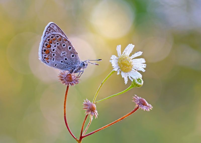 *** фото превью