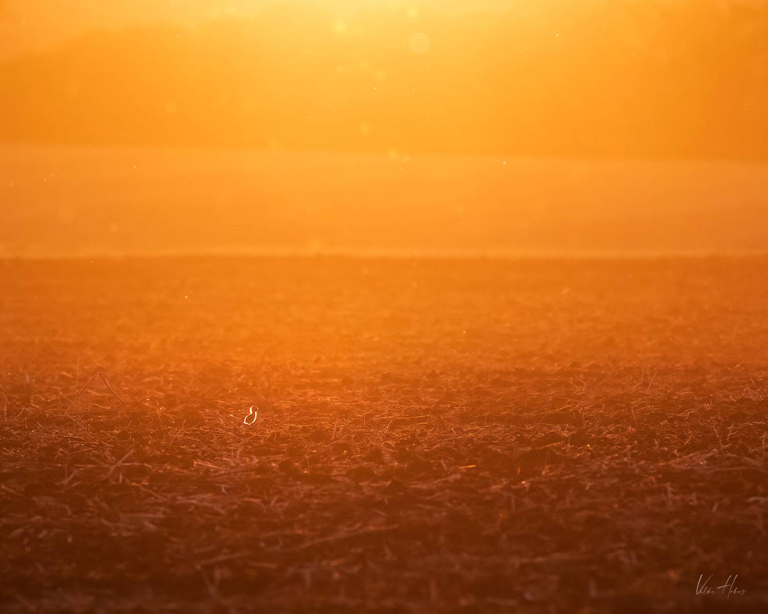bird, lonely, sunset, yellow, orange, color, Valdir Hobus