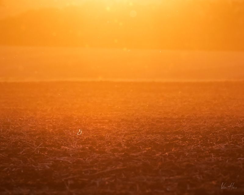 bird, lonely, sunset, yellow, orange, color Alone фото превью