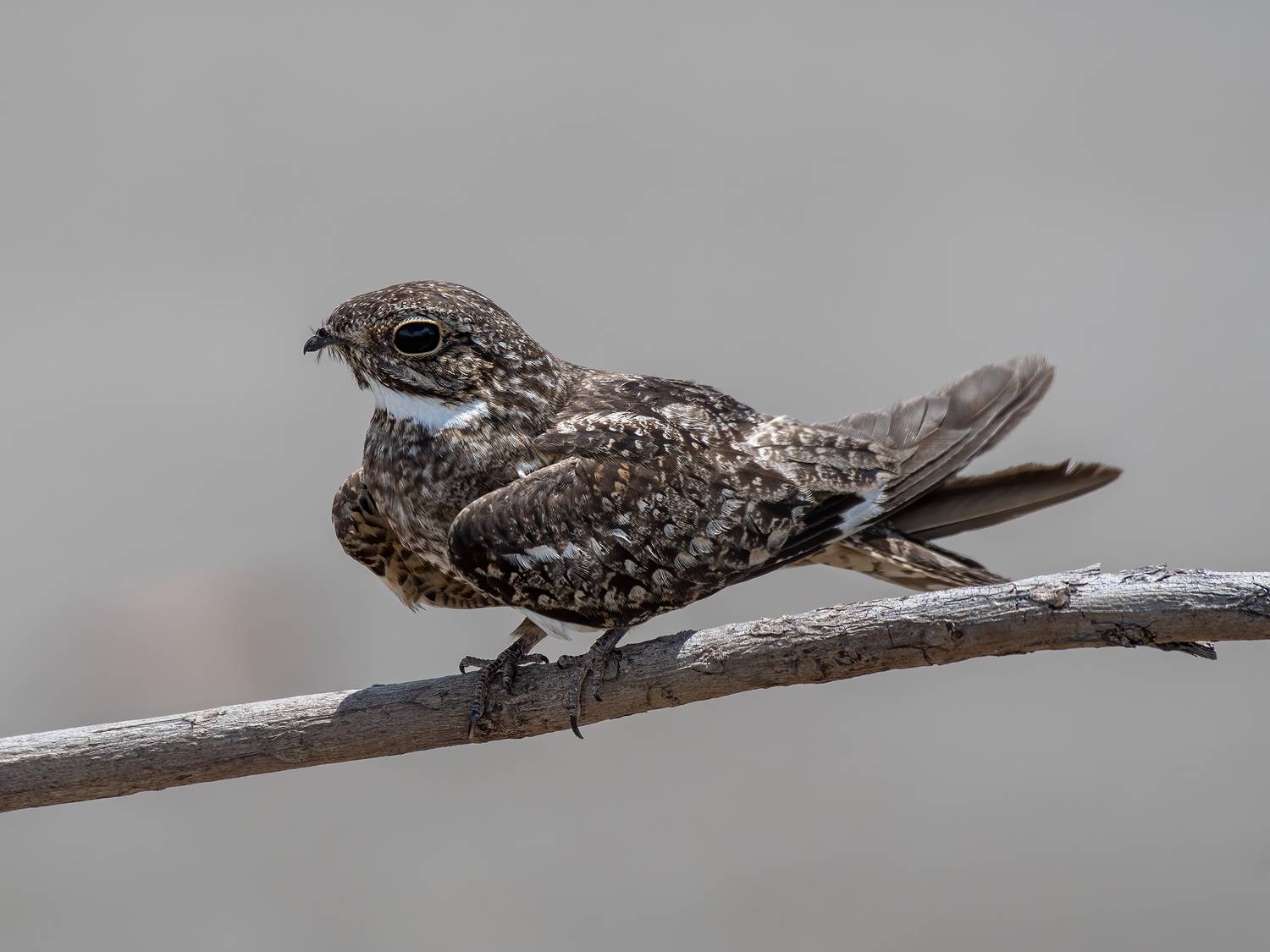 , Fernando Burgalin Sequeira