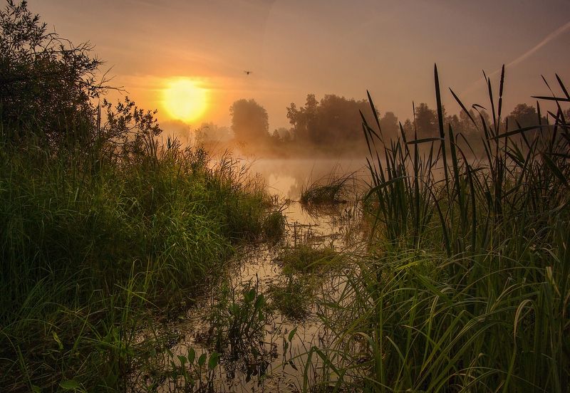 сибирь, лето, утро, рассвет, туман, свет, вода, озеро, комар Пробуждение фото превью
