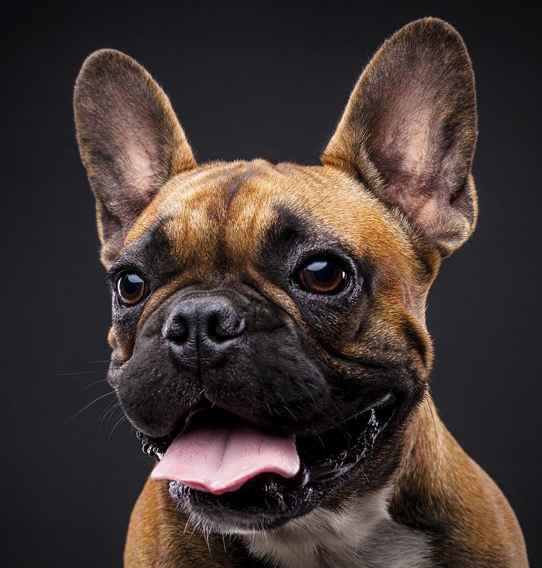 собака, порода, бульдог, портрет, взгляд, глаза, язык *** фото превью
