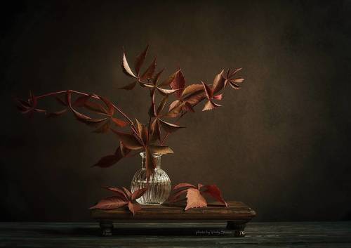 Листья дикого винограда..