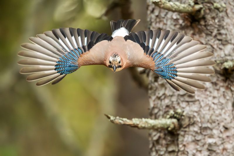 Сойки. фото превью