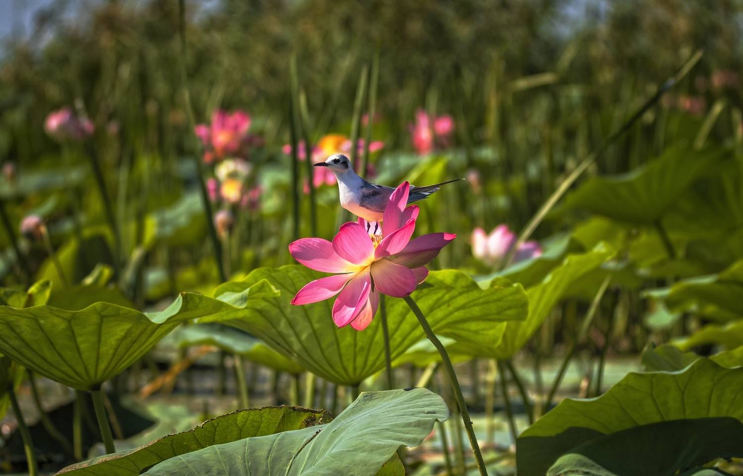 белощекая крачка,цветок лотоса,заповедник., Анатолий Салтыков