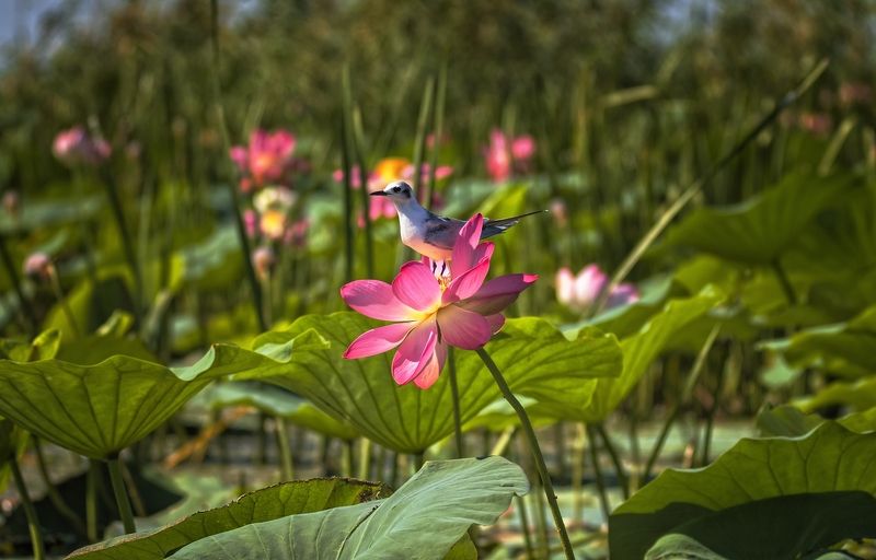 белощекая крачка,цветок лотоса,заповедник. Полюбуйтесь мною. фото превью