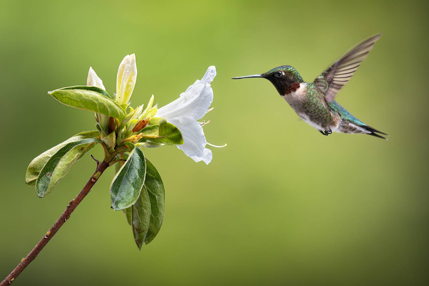 bird, hummer, hummingbird, flower, azalea, floral, wild, nature, Atul Saluja