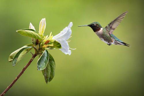 Hummingbird in flight