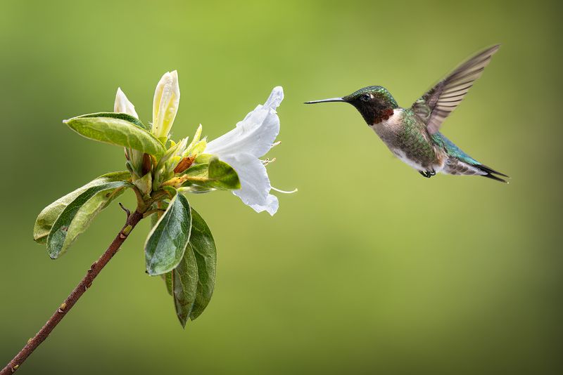 bird, hummer, hummingbird, flower, azalea, floral, wild, nature Hummingbird in flight фото превью
