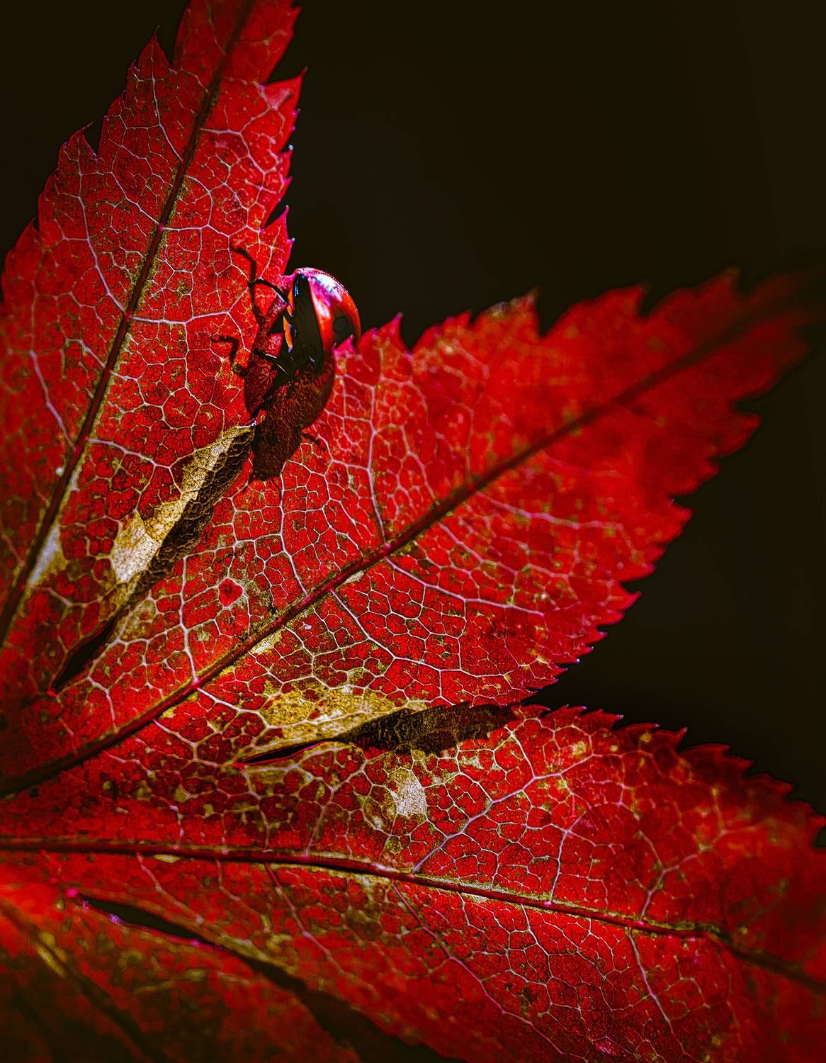 , Неля Рачкова