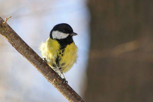 Большак (Parus major)
