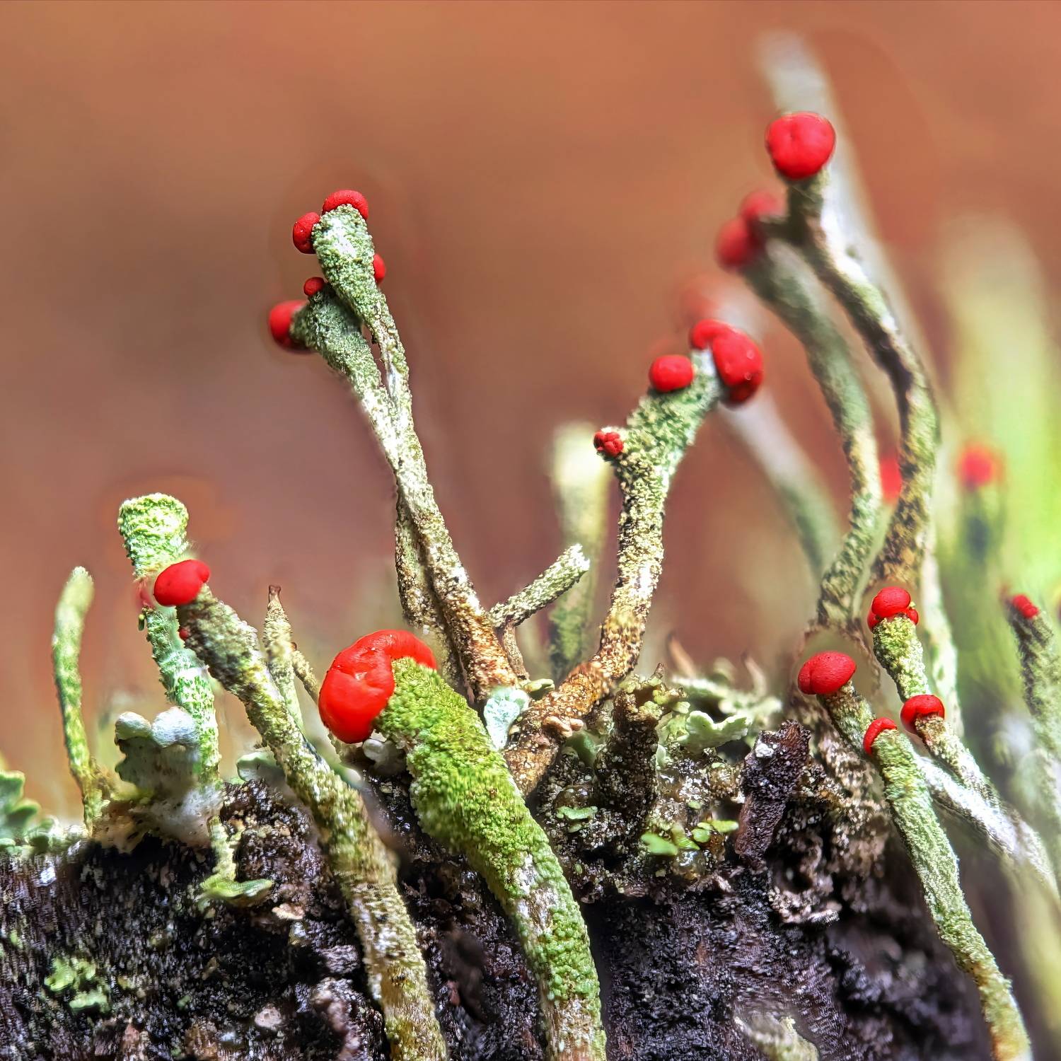 , Кузнецов Дмитрий