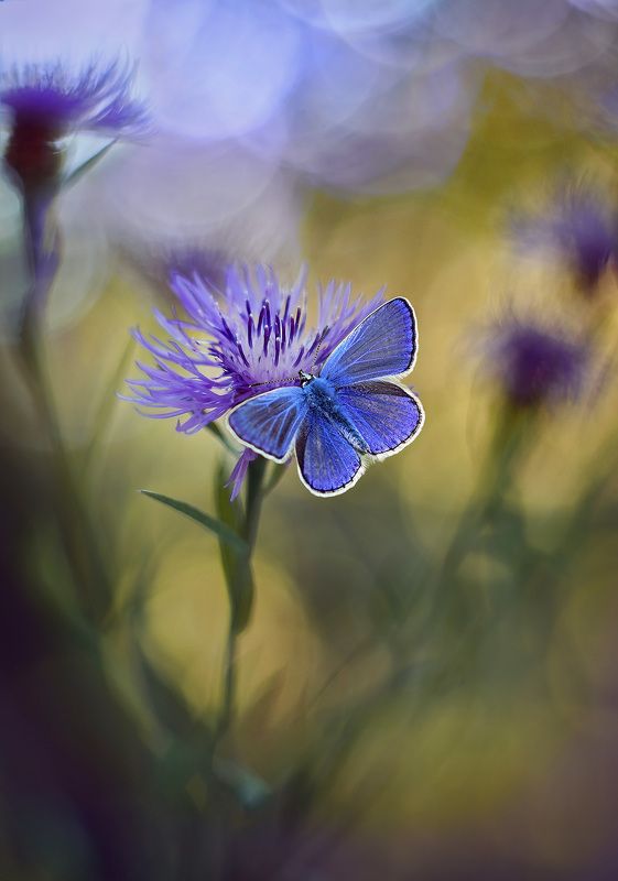 * фото превью