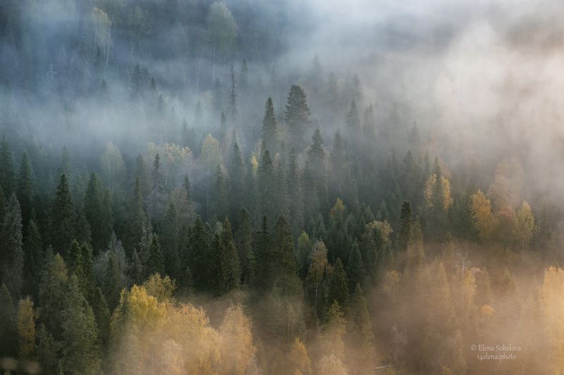 усьвинские столбы, лес, туман, утро, рассвет, золотая осень Перед рассветом фото превью