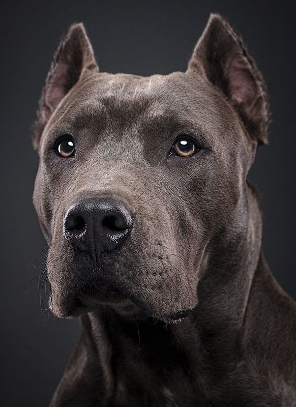 собака, порода, американский, стаффордширский, терьер, портрет, взгляд, глаза, *** фото превью