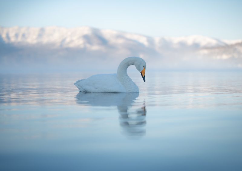 swan, winter, wildlife, bird, Silent lake фото превью
