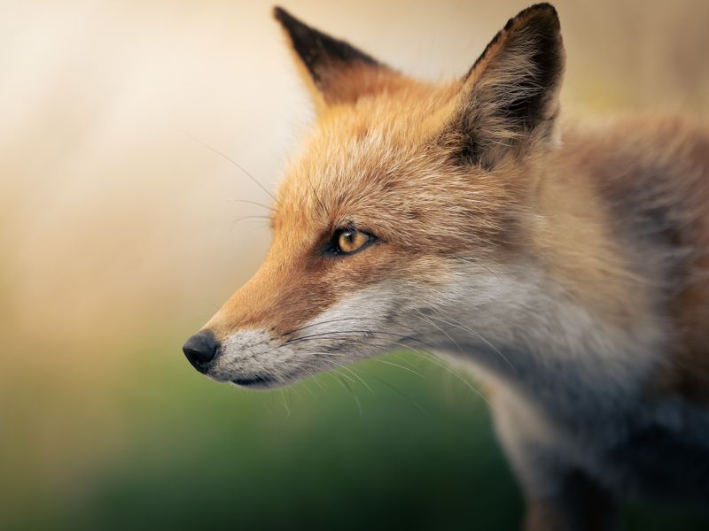 fox, wildlife, Wild Fox фото превью