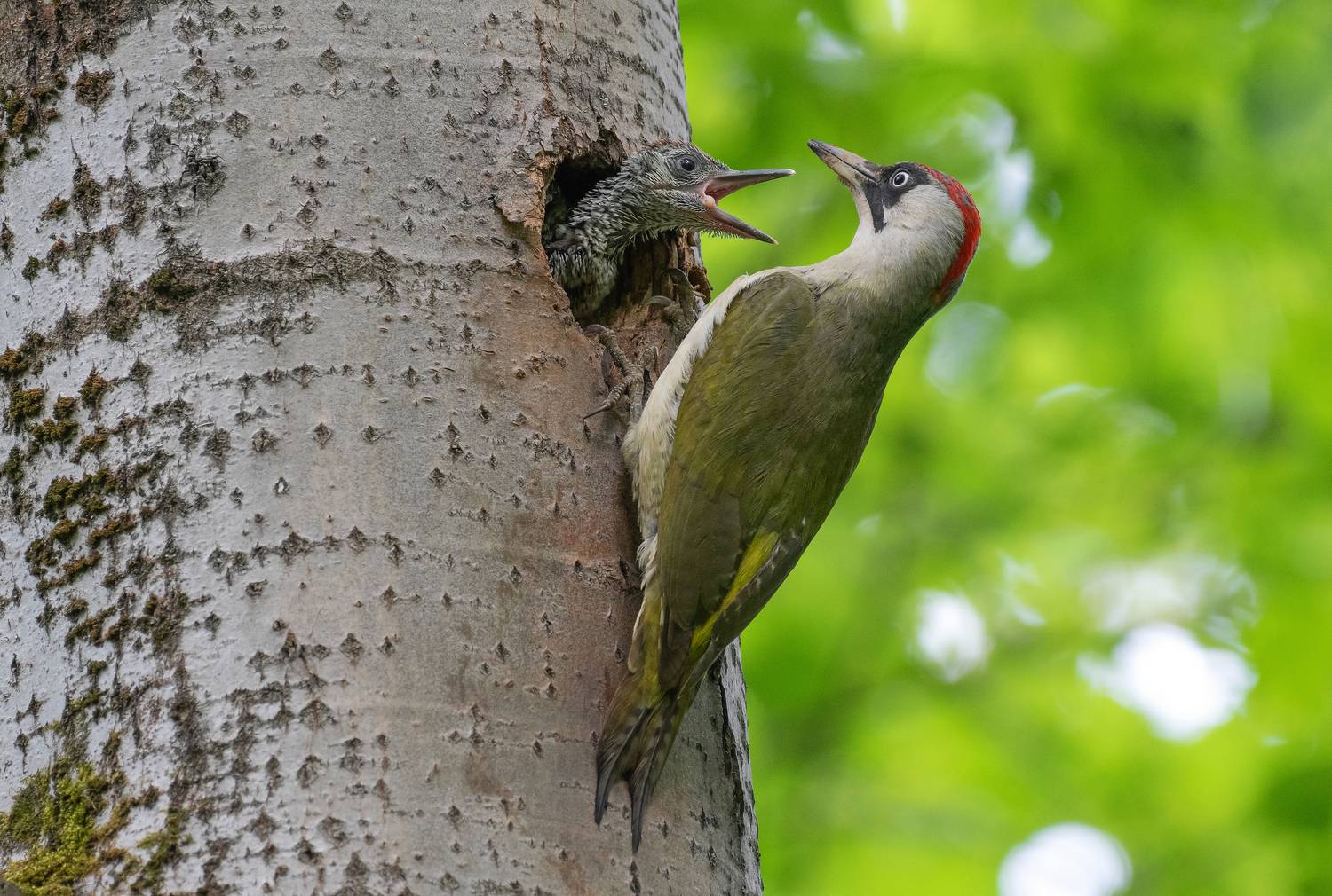 птицы, дятел, зелёный дятел, птенцы, фотоохота, природа, весна, лето, Сигушин Руслан