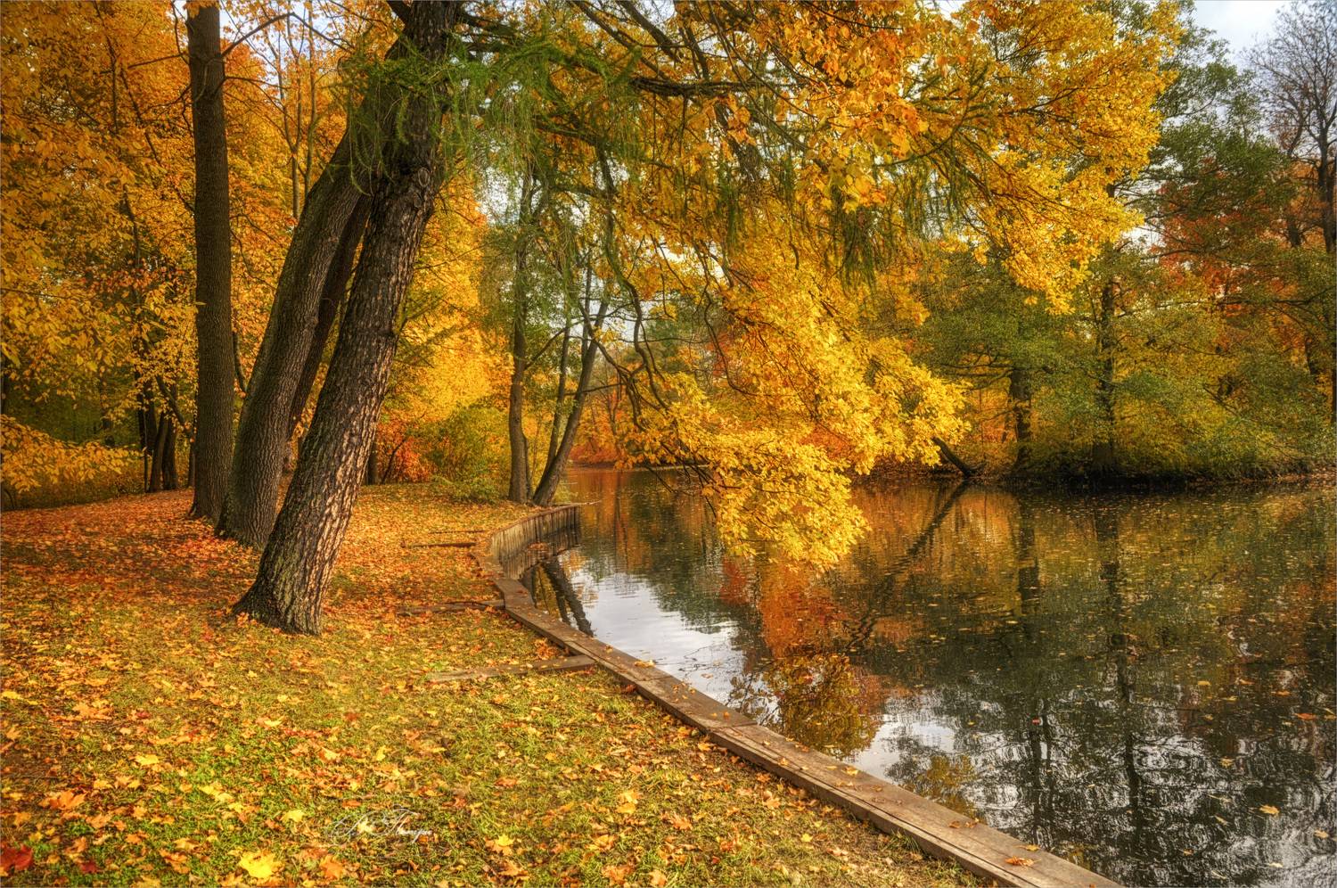 деревья пруд листья, Вера Петри
