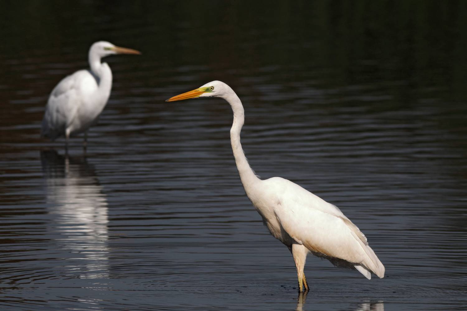 большая белая цапля, цапля, ardea alba, heron, great egret, Бондаренко Георгий
