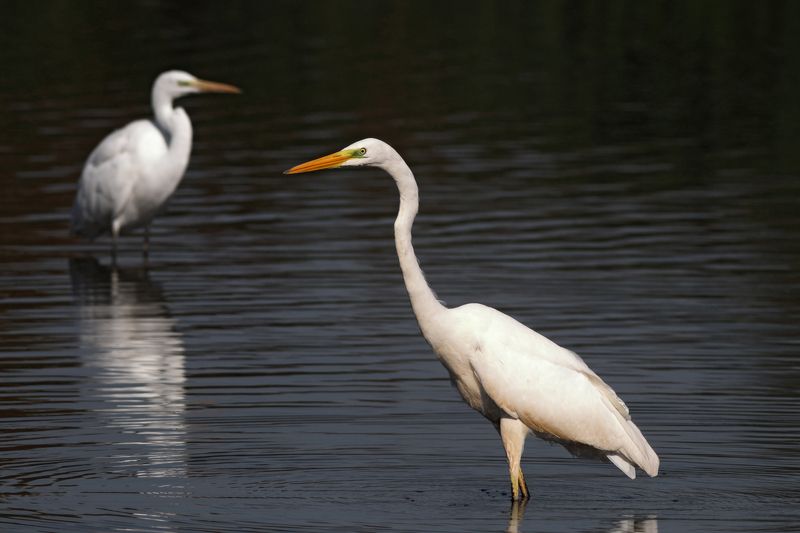большая белая цапля, цапля, ardea alba, heron, great egret Белые цапли фото превью