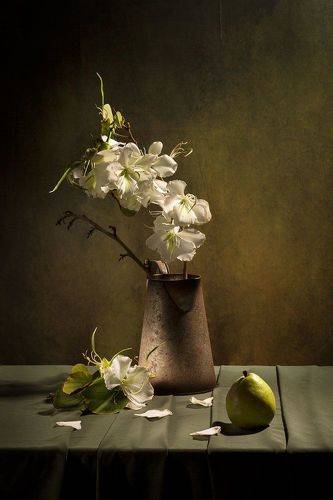 Цветущая баухиния - дерево-бабочка.