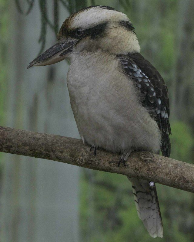 Kookaburra фото превью