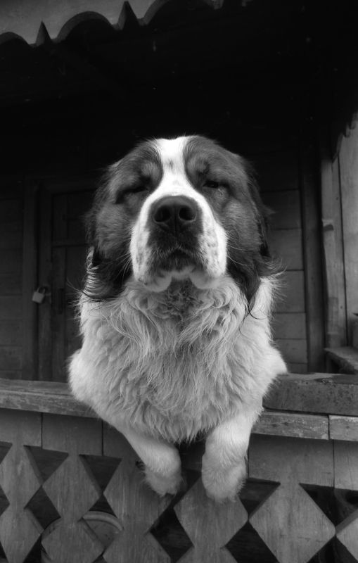 ***** фото превью