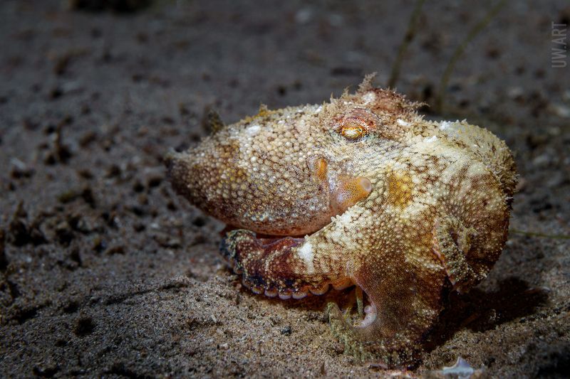 Камуфляжных дел мастер фото превью