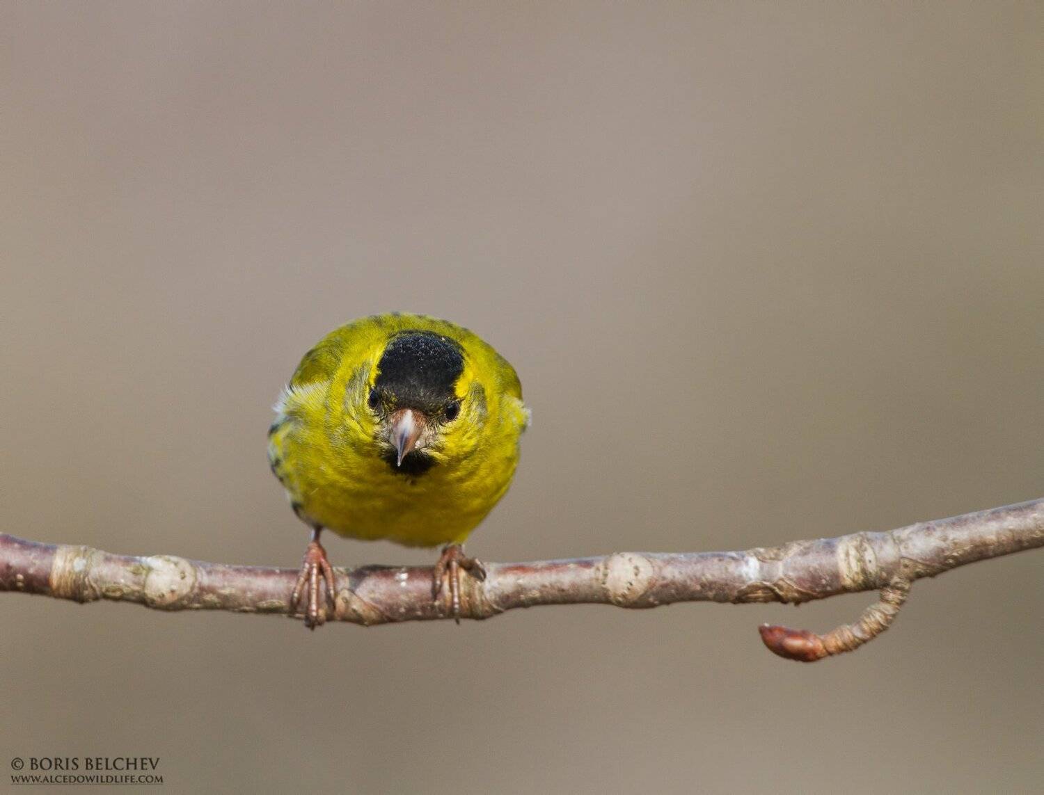 , Борис Белчев