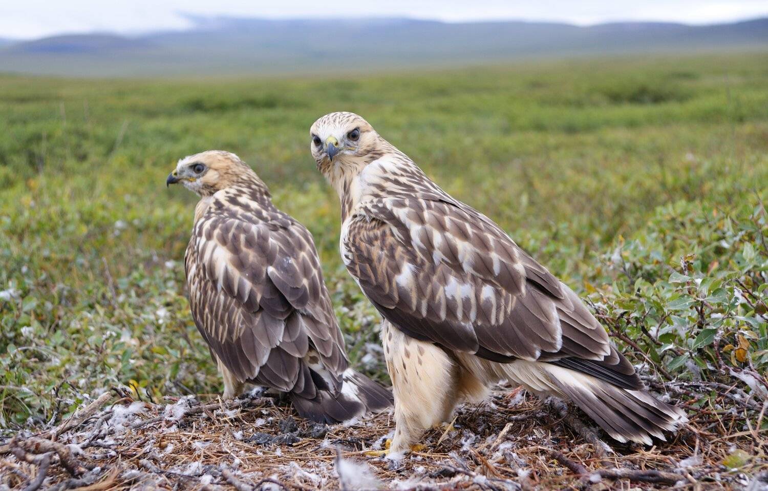 , Андрей Загребельный