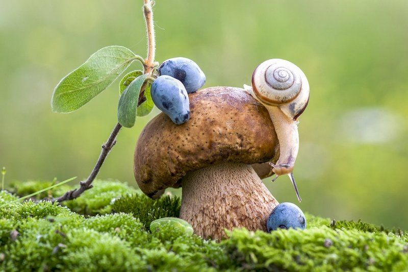 Из жизни улиток на грибах фото превью