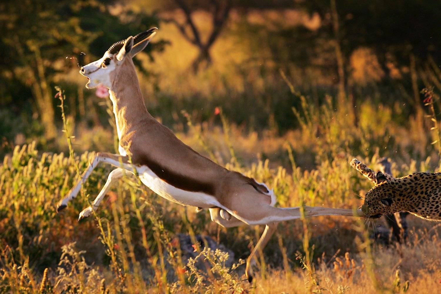 Africa, Alexeybushov, Etosha, Huntig, Leopard, Namibia, Nature, Safari, Wildelife, Африка, Дикая природа, Дикие животные, Лепард, Намибия, Природа, Сафари, Алексей Бушов