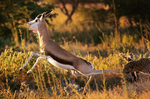 Охота леопарда.